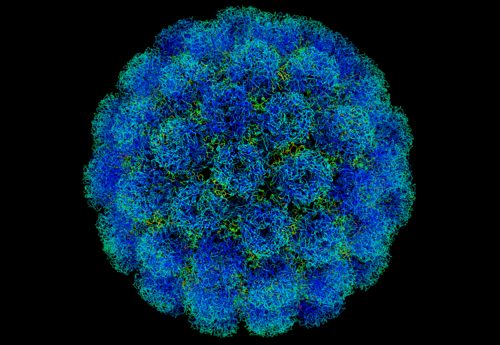 Simian virus 40